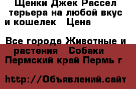 Щенки Джек Рассел терьера на любой вкус и кошелек › Цена ­ 13 000 - Все города Животные и растения » Собаки   . Пермский край,Пермь г.